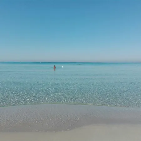 Orchidea גאליפולי